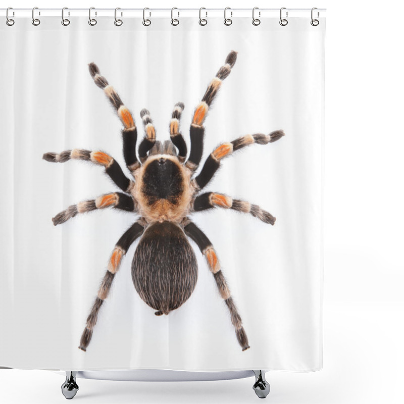 Personality  Red Knee Tarantula Shower Curtains