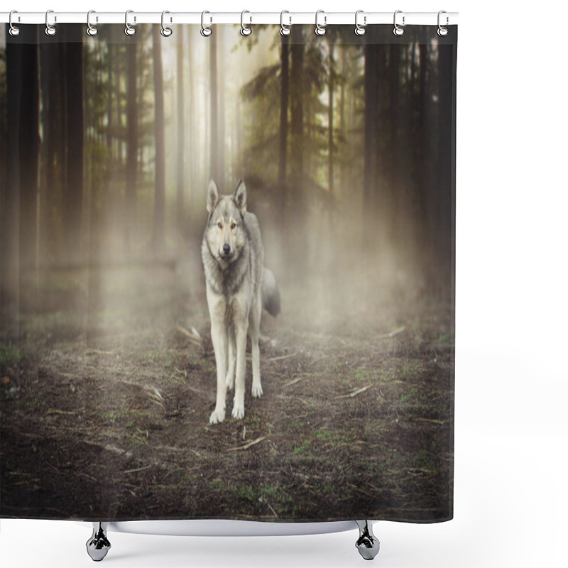 Personality  Grey Wolf Portrait - Captive Animal Magical Forest Dawn Shower Curtains