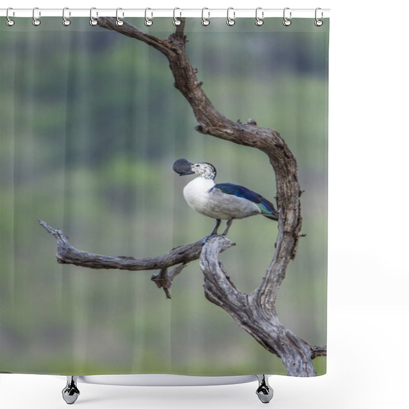 Personality  Knob-billed Duck In Kruger National Park, South Africa Shower Curtains