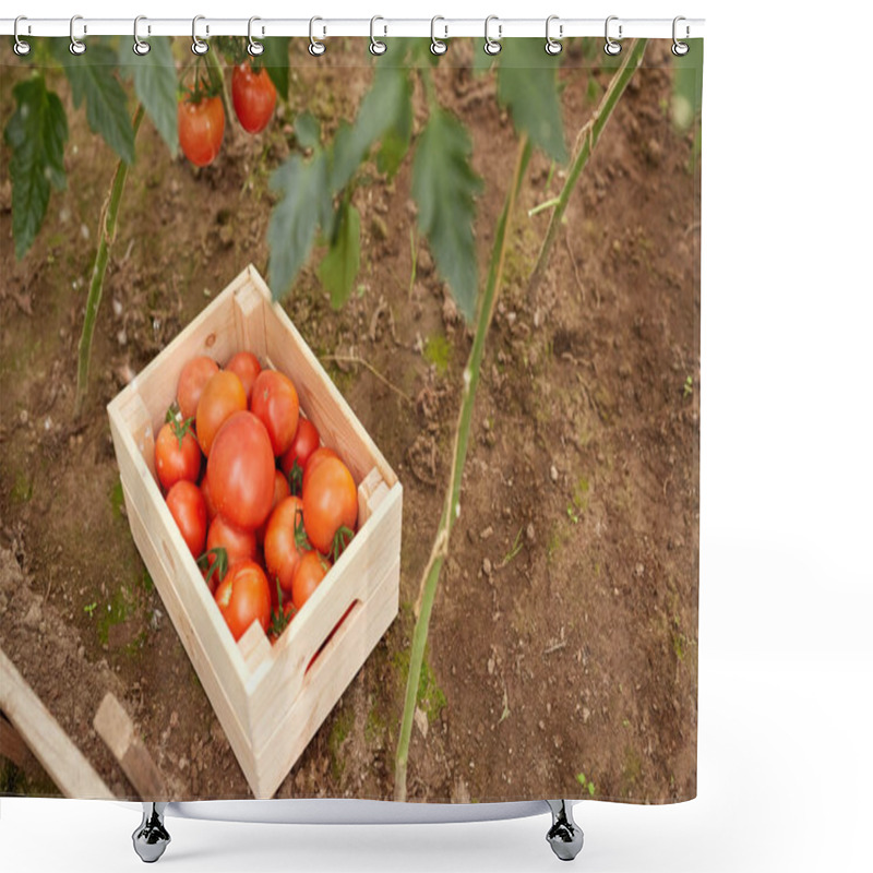 Personality  Red Tomatoes In Wooden Box At Summer Garden Shower Curtains