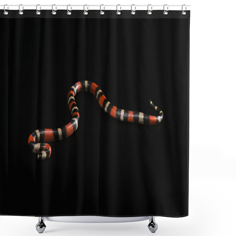 Personality  Pueblan Milk Snake  Shower Curtains