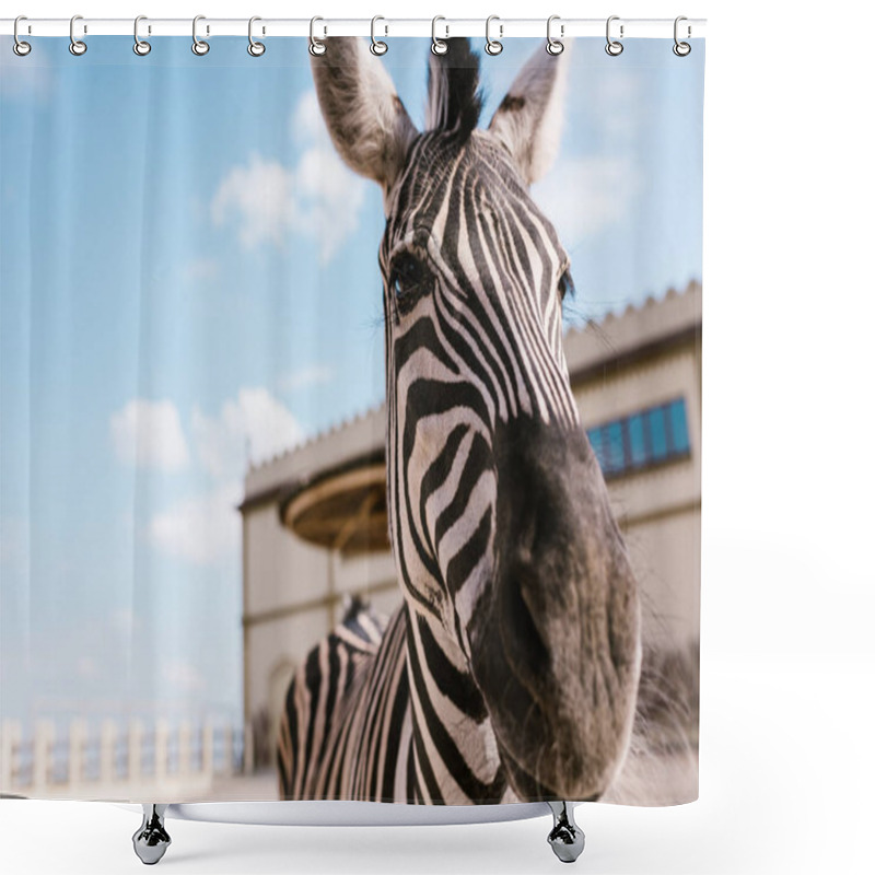 Personality  Close Up View Of Zebra Standing On Blurred Background At Zoo  Shower Curtains