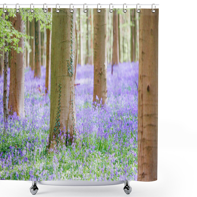 Personality  Natures Vibrant Purple Carpet, Hallerbos, Belgium Shower Curtains