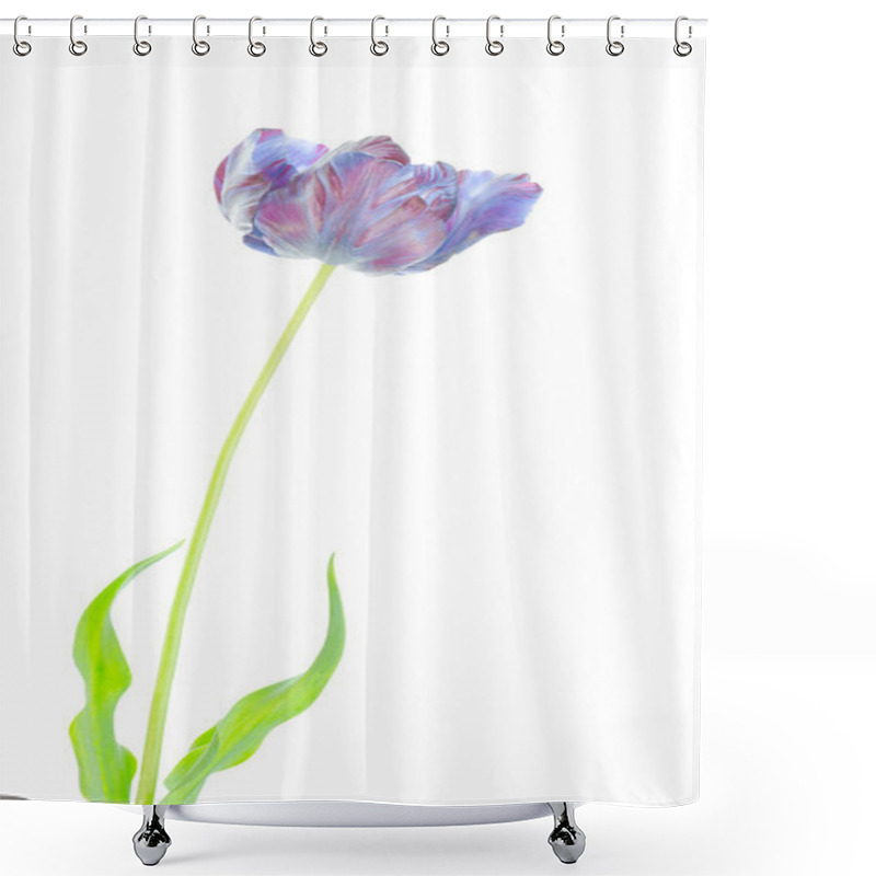 Personality  Original Exotic  Unusual  Parrot  Blue Tulip Isolated On The White Background Shower Curtains