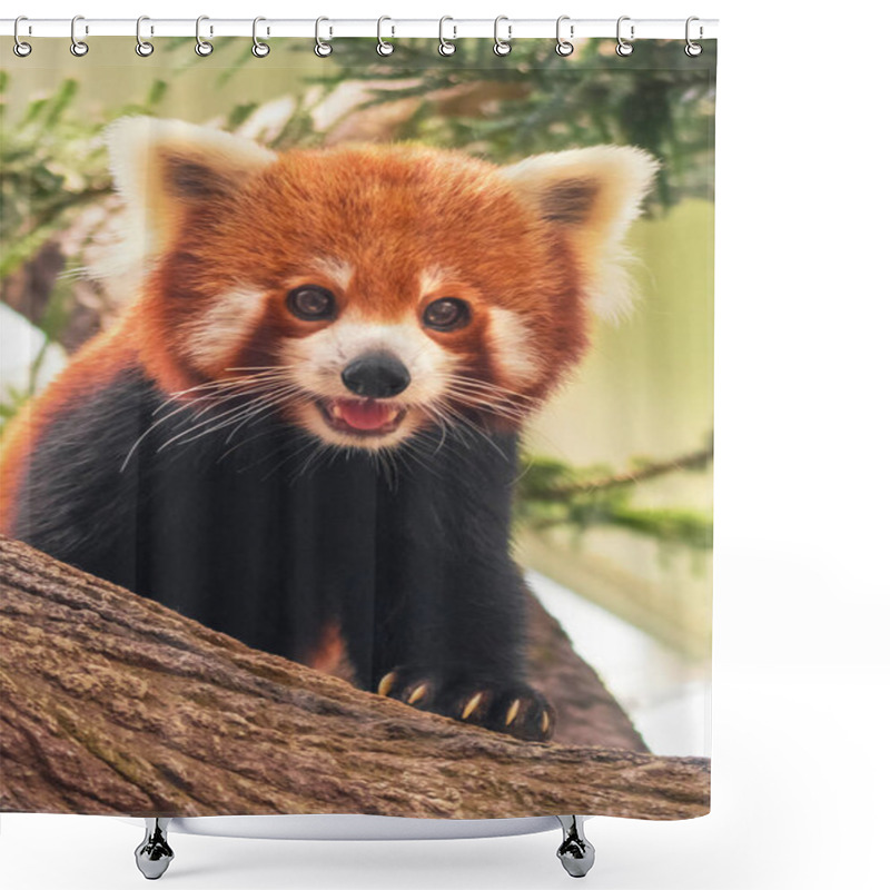 Personality  Portrait Of A Red Panda ( Ailurus Fulgens ) On A Tree Branch Shower Curtains