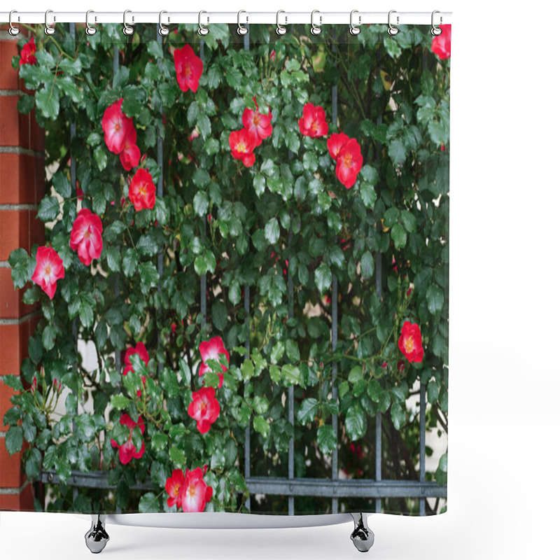 Personality  Blooming Bright Mass Pink Red Wild Roses, Dog Rose, Rosa Canina, Rosehip, Flowers And Green Leaves Climbing Over Iron Fence And Brick Wall In Summer. Selective Focus. Shower Curtains