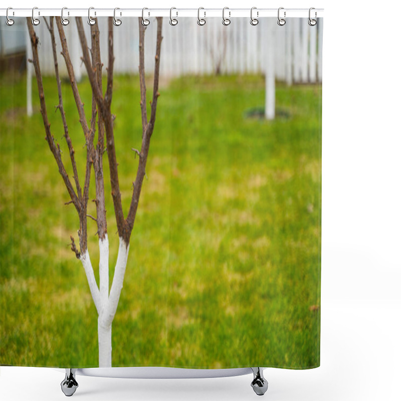 Personality  The Tree Is Treated With White Liquid. A Well-groomed Garden With Fruit Trees Without Leaves. Warm Winter. Shower Curtains