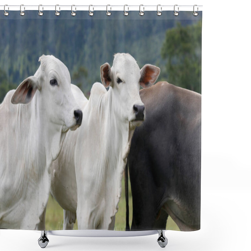 Personality  Cattle For Meat Production In Pasture. Sao Paulo State, Brazil Shower Curtains