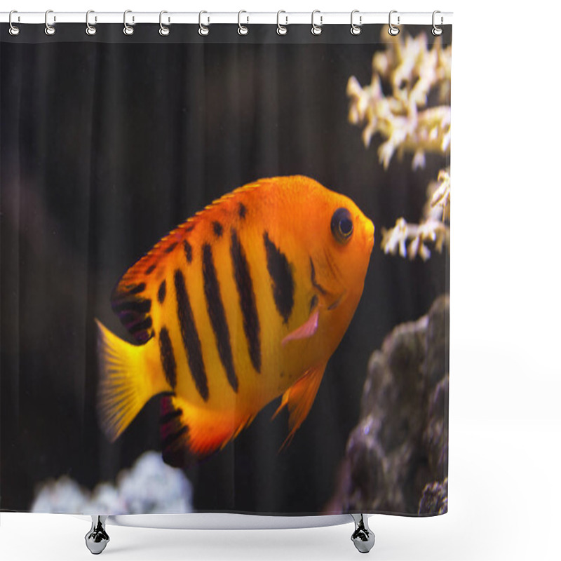 Personality  Flame Angel (Centropyge Loricula). Shower Curtains