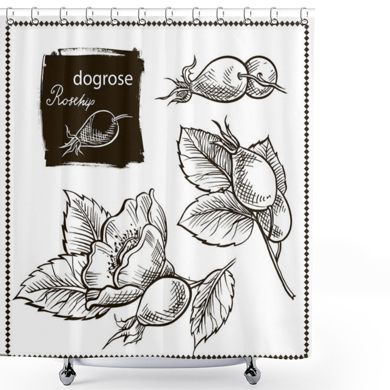 Personality  Canine Hip Dog Rose Hand Drawn Botanical Sketch Vector Illustration Black On White Background Set Shower Curtains