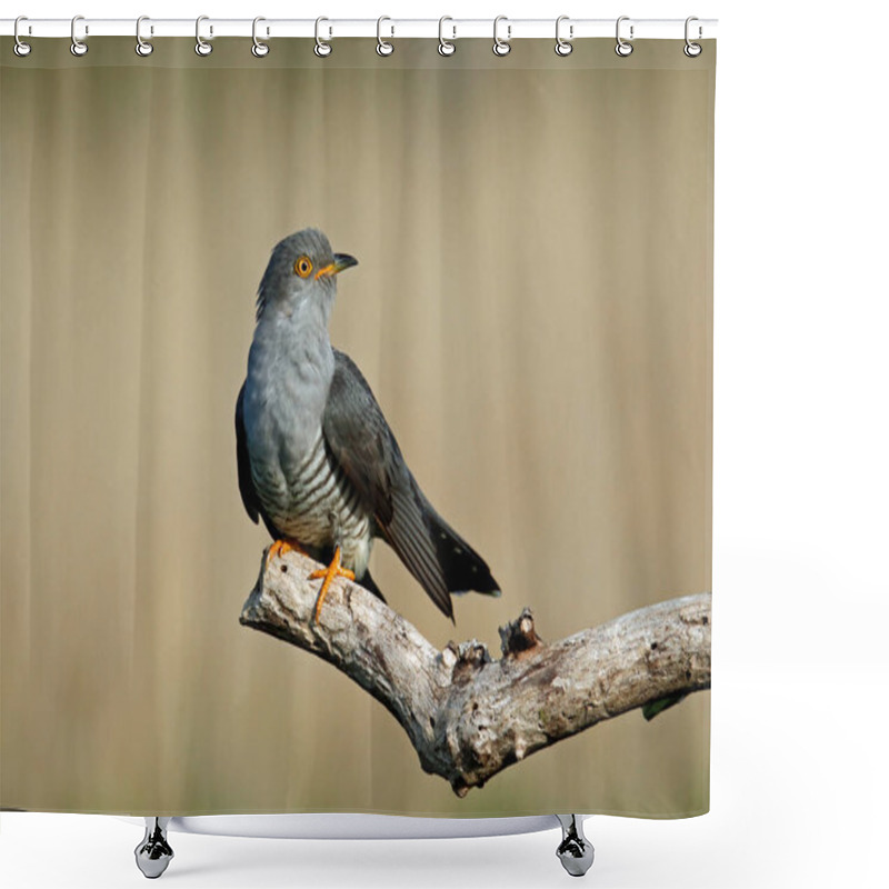 Personality  Male Cuckoo Feeding And Displaying Shower Curtains