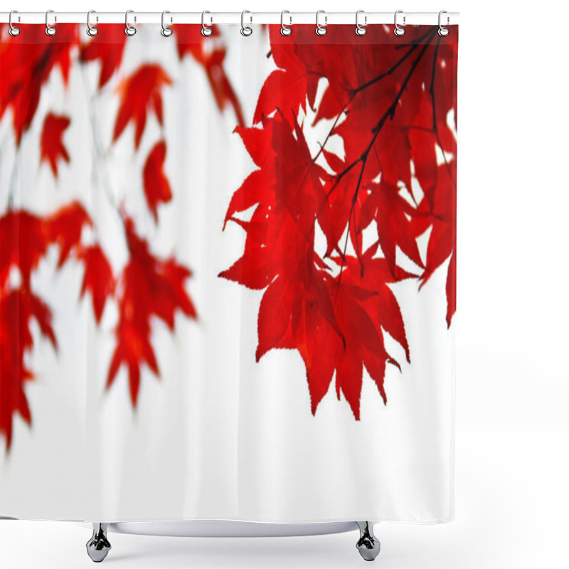 Personality  Red Fall Leaves Of Japanese Maple Isolated On White Background Shower Curtains