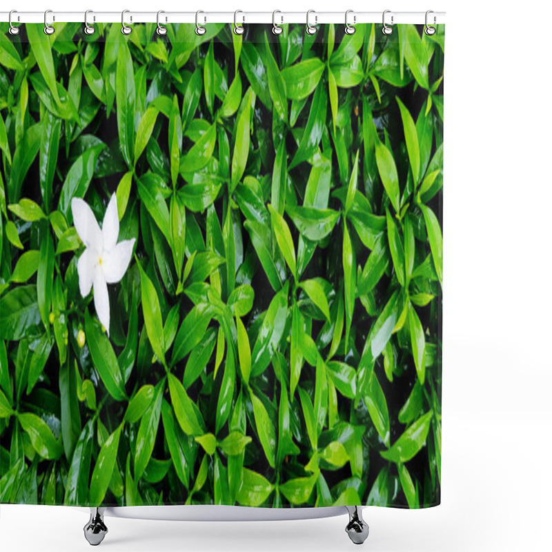 Personality  Fresh Gardenia Flower With Raindrop And Pattern Of Green Leaves For Background With Right Copy Space. Beauty Of Nature And Natural Wallpaper. Shower Curtains