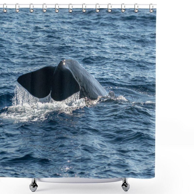 Personality  Sperm Whale Tail While Going Down At Sunset Close Up Shower Curtains