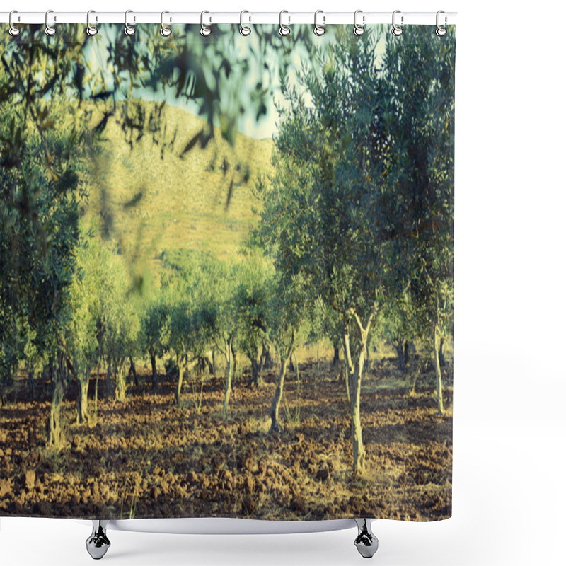 Personality  Olive Trees Garden Shower Curtains