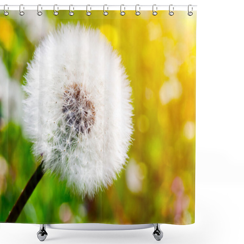 Personality  Dandelion On Green Sunny Meadow. Shower Curtains