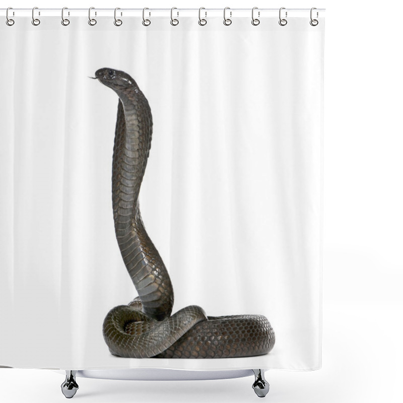 Personality  Side View Of Egyptian Cobra, Naja Haje, Against White Background, Studio Shot Shower Curtains