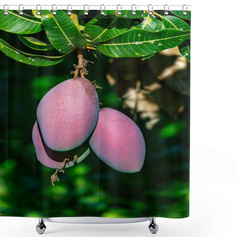 Personality  Cultivation Of Exotic Sweet Mango Fruits On Canary Islands, Spain. Ripe Big Mango Fruits Hanging On Tree. Shower Curtains