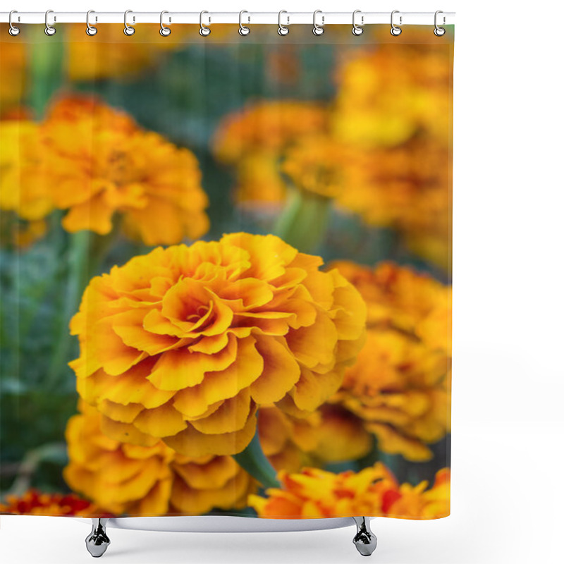 Personality  Yellow Marigold Flowers Close Up Shower Curtains