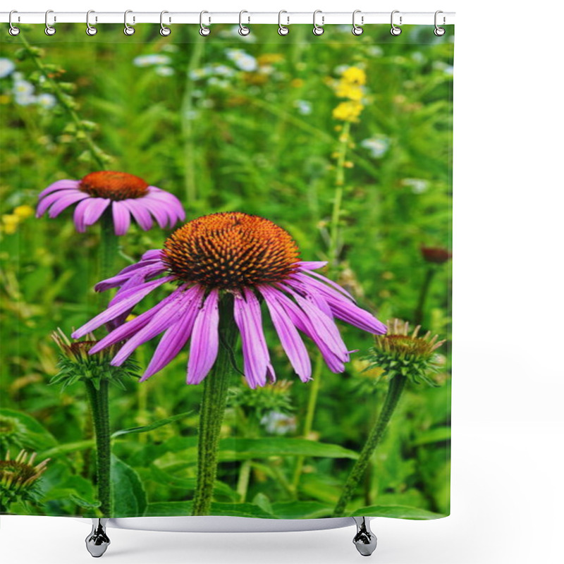 Personality  Echinacea Purpurea Maxima In A Garden Shower Curtains