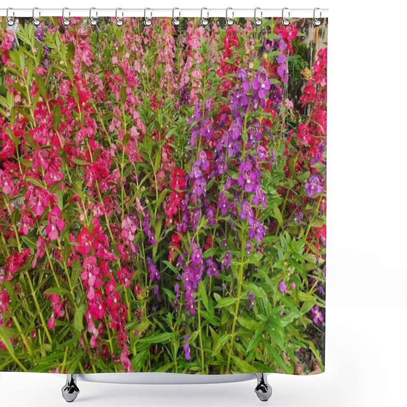 Personality  Angelonia Or Angelonia Goyazensis Benth Flowers In Succession On The Stem Or Leaf Axil. Often Bloom At The Same Timeall The Way To The Top And Bloom All Year Round There Are Many Beautiful Colors. Shower Curtains