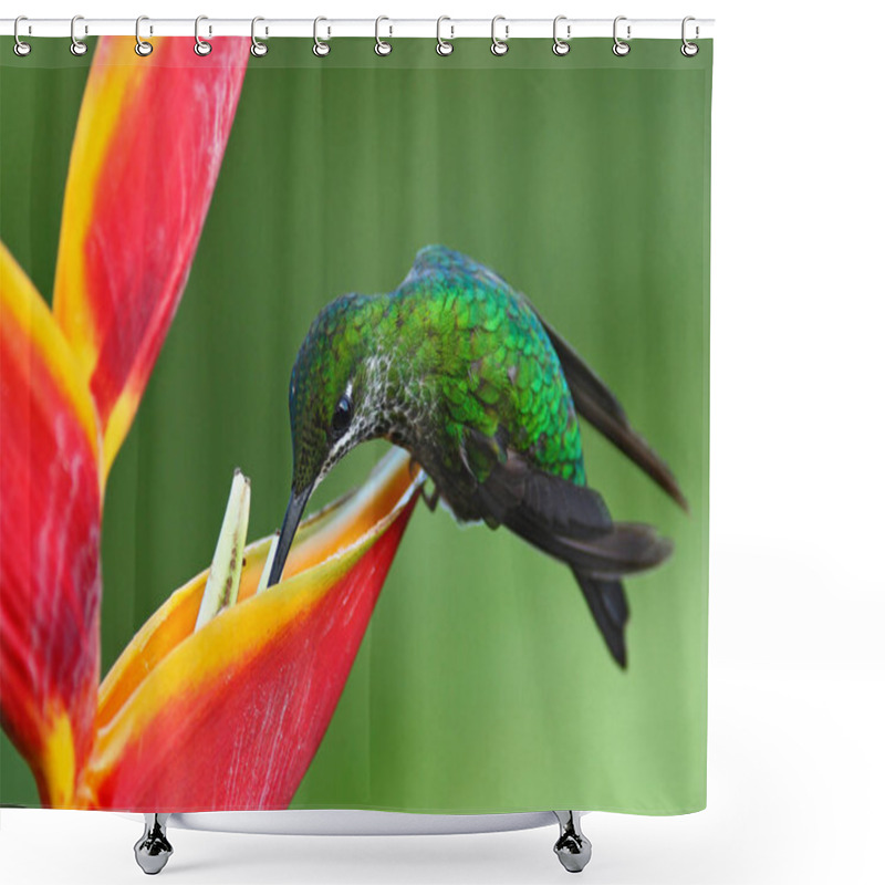 Personality  Hummingbird Feeding Nectar Shower Curtains