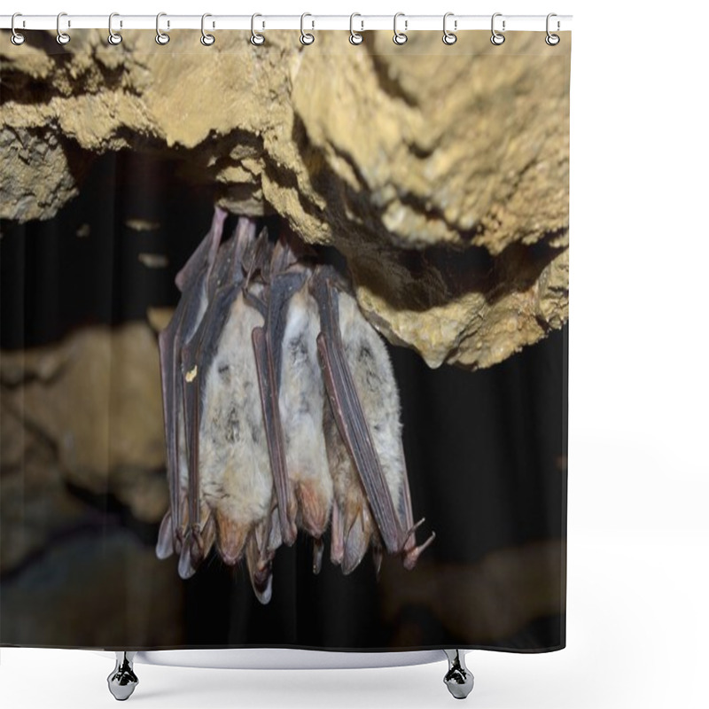 Personality  Groups Of Sleeping Bats In Cave - Lesser Mouse-eared Bat Shower Curtains