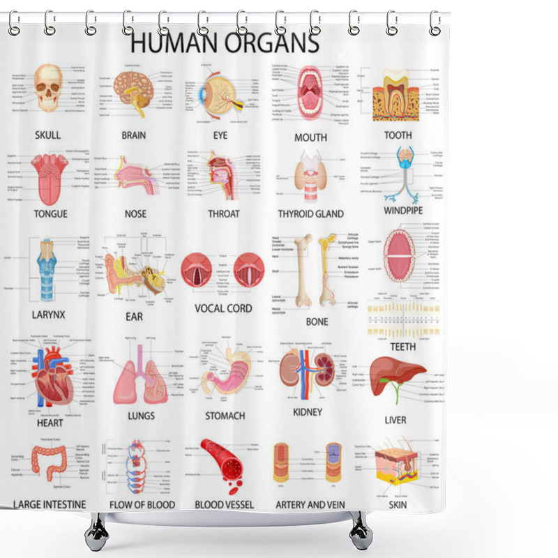 Personality  Chart Of Different Human Organs Shower Curtains