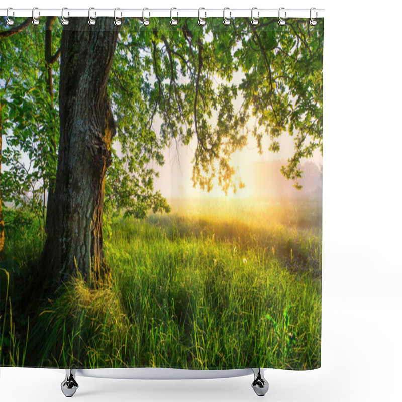 Personality  Green Oak Tree In The Morning. Huge Oak On Foggy Sunny Background. Amazing Summer Landscape. Green Grass And Leaves In Morning Sunlight. Summer Scene With Copy Space. Shower Curtains