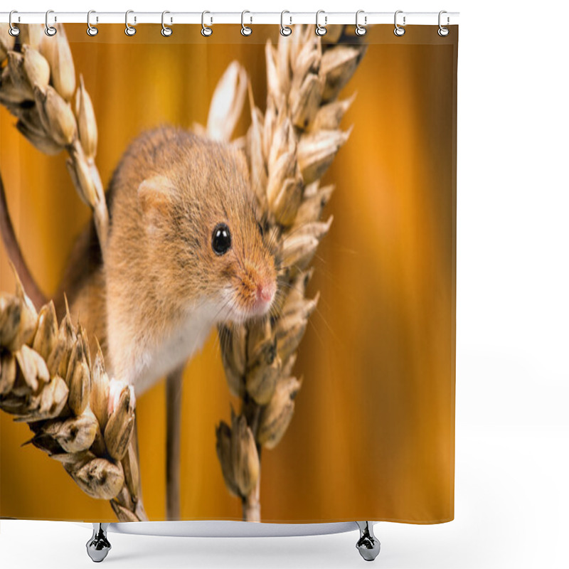 Personality  Field Mouse (apodemus Sylvaticus) Shower Curtains