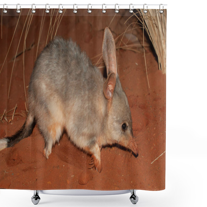 Personality  Greater Bilby On Red Soil Shower Curtains