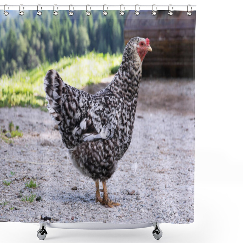 Personality  A Black And White Spotted Free-range Chicken Shower Curtains