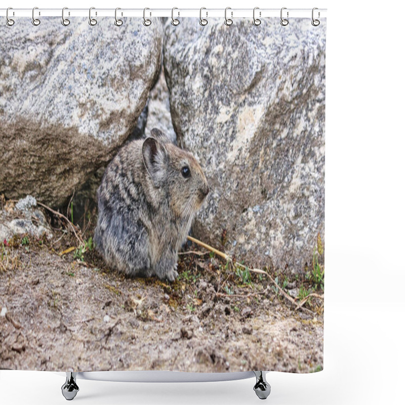 Personality  Himalayan Pika,Ochotona Himalayana, A Small Mammal Seen In The Village Of Thaknag At Altitude Of 4130 Meters On Route To The Base Camp Of Mera Peak,a 6476 Meter High Peak In The Khumbu Himalayas,Nepal Shower Curtains