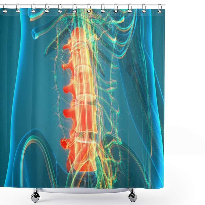 Personality  Vertebral Column Lumbar Vertebrae Of Human Skeleton System Anatomy. 3D Shower Curtains