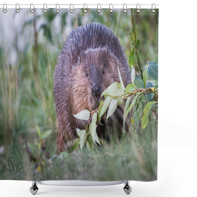 Personality  Beaver In The Wild Natural Habitat Shower Curtains