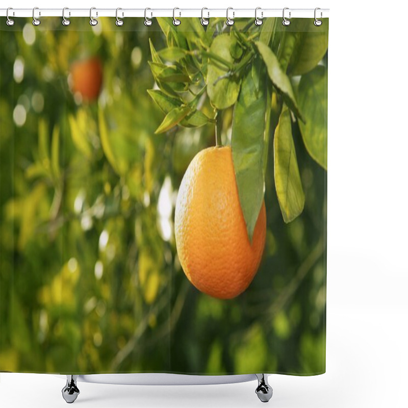 Personality  Orange Fruit Tree Before Harvest Spain Shower Curtains