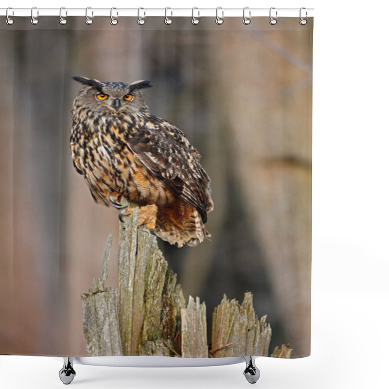 Personality  Eagle Owl, Big Bird Rare Sitting On The Stump Shower Curtains