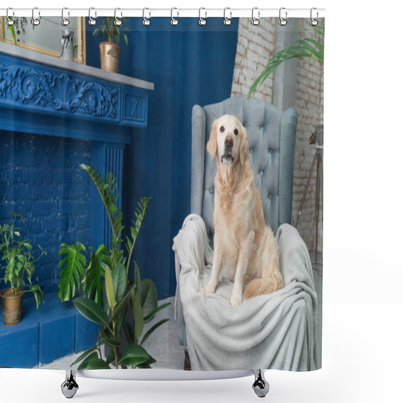 Personality  Golden Retriever Pure Breed Puppy Dog On Gray Armchair In House Or Hotel Lobby. Classic Style With Green Plants Cement Blue Brick Fairplace Walls Living Room Interior Art Deco Apartment. Pets Friendly Concept. Shower Curtains