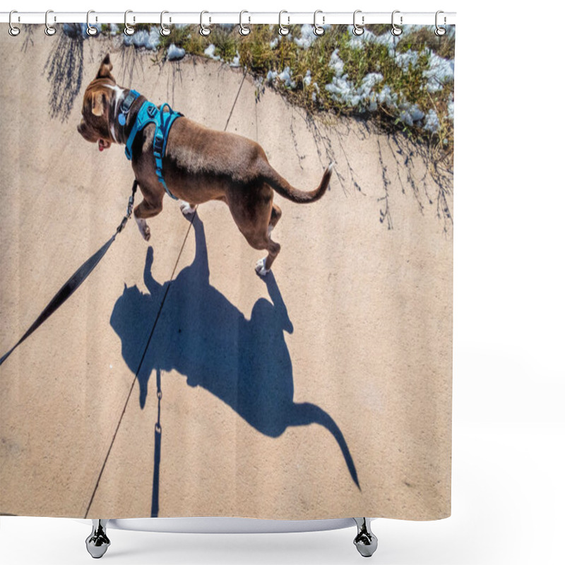 Personality  Pit Bull Terrier Dog In No Pull Harness Walking Or Running On A Bike Trail - Top View With A Strong Shadow Shower Curtains