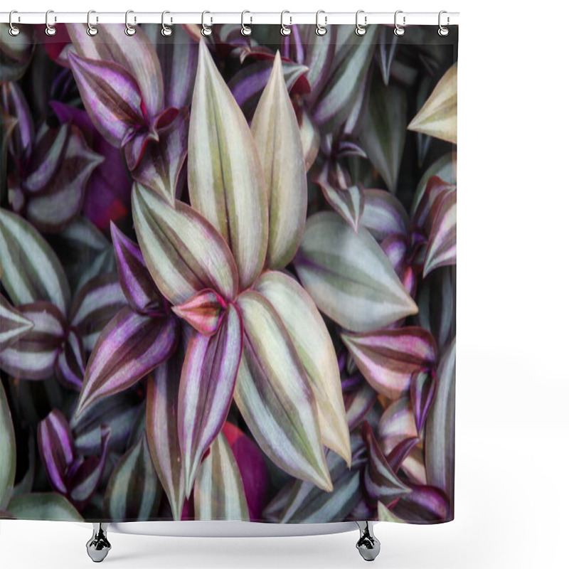 Personality  Purple And Green Leaves Of Inch Plant Or Wandering Jew Background. Shower Curtains