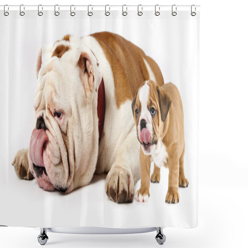 Personality  Father And Son Dogs - English Bulldog Puppy Tongue Licking Nose Shower Curtains