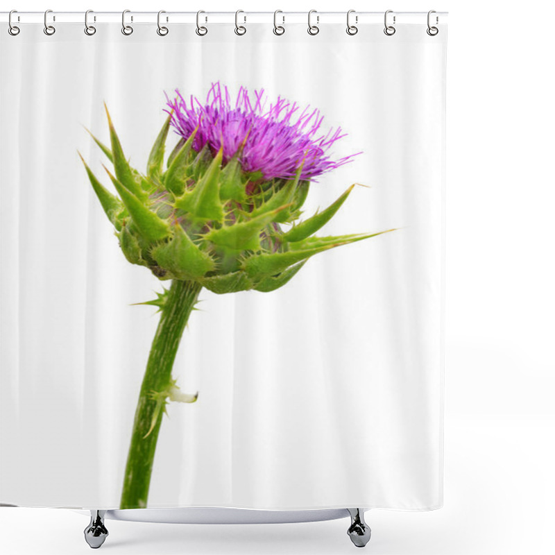 Personality  Silybum Marianum Shower Curtains