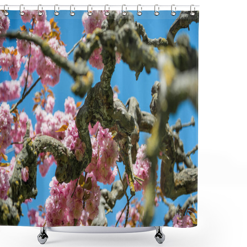 Personality  Branches Of Sakura Tree With Pink Flowers Against Bright Blue Sky Shower Curtains