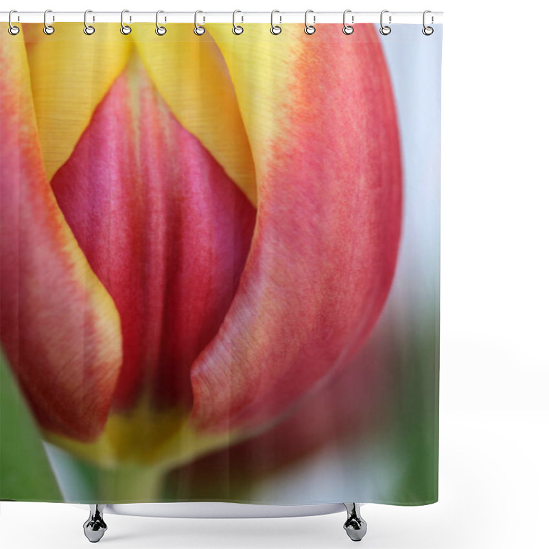 Personality  Blooming Tulip Flowers, Closeup Shower Curtains