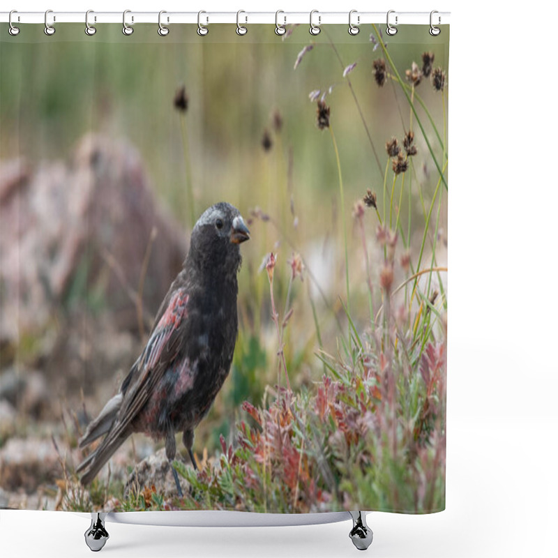 Personality  Black Rosy-finch Sitting In A Meadow  Shower Curtains