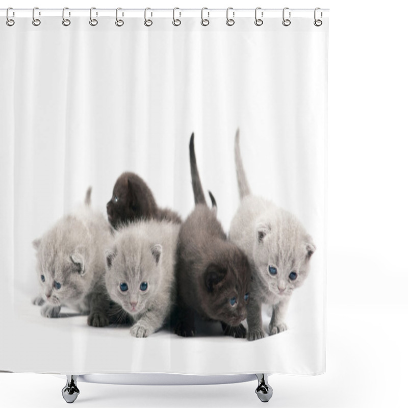 Personality  Five British Kittens Shower Curtains