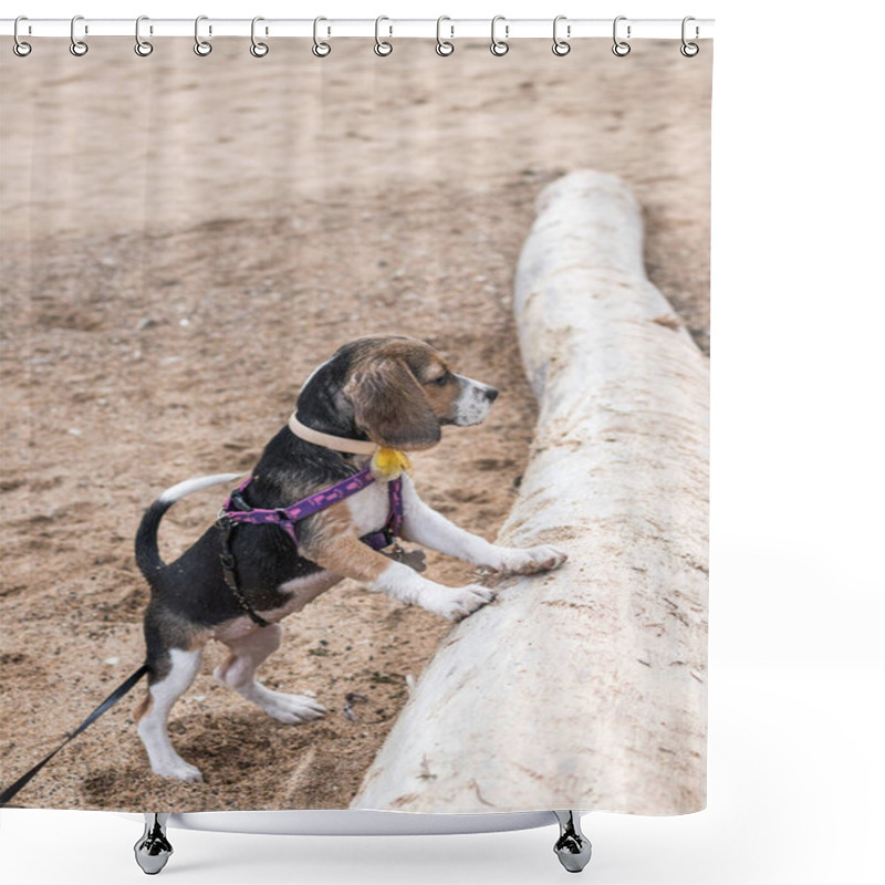 Personality  Small Dog, Beagle Puppy Playing On The Sanur Beach Of Tropical Island Bali, Indonesia. Shower Curtains