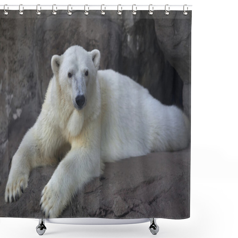 Personality  Engaged Look Of A Polar Bear Female, Resting With An Elegant Pose. Shower Curtains