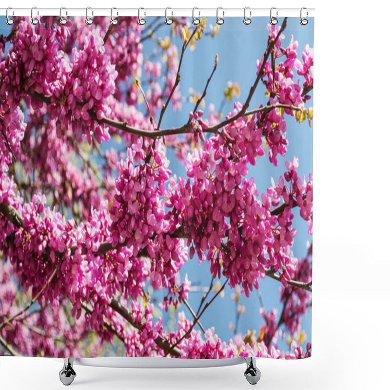 Personality  Flowering Branches Of Cercis Also Known As The Judas Tree Against Blue Sky On A Sunny Spring Day. Purple Flowers Of An Eastern Redbud Tree. Close-up. Shower Curtains