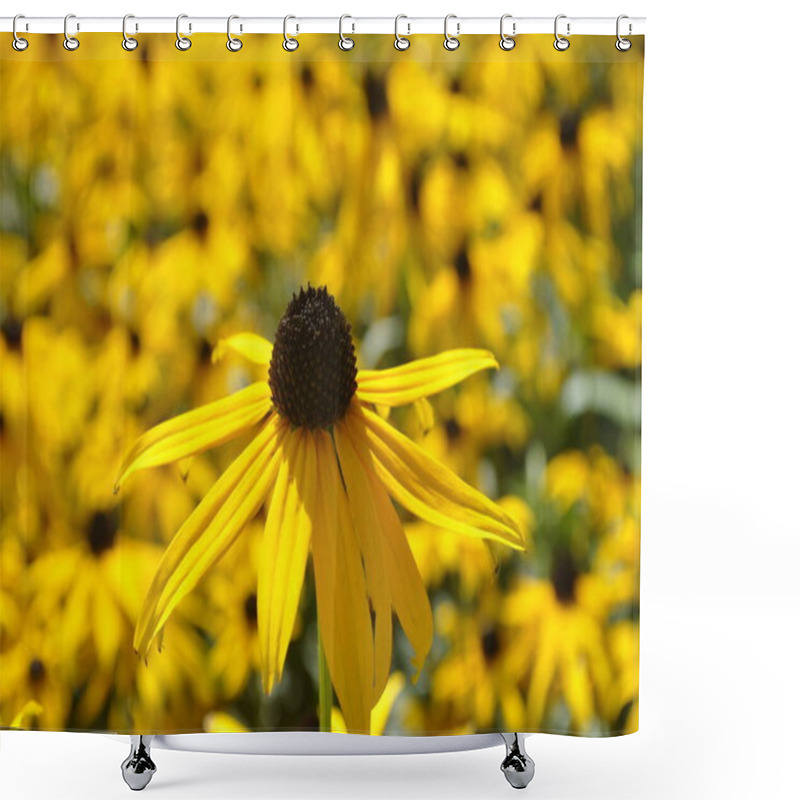 Personality  Black-eyed Susan (Rudbeckia Hirta) Shower Curtains